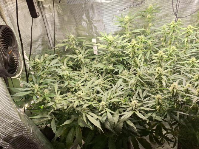 FB42 - Champion line - Mendo Frost Auto. Week 9 - 05/07