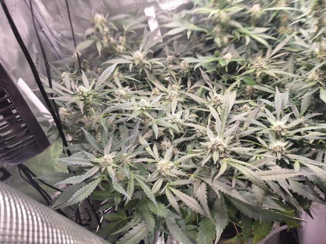 FB42 - Champion line - Mendo Frost Auto. Week 9 - 06/07