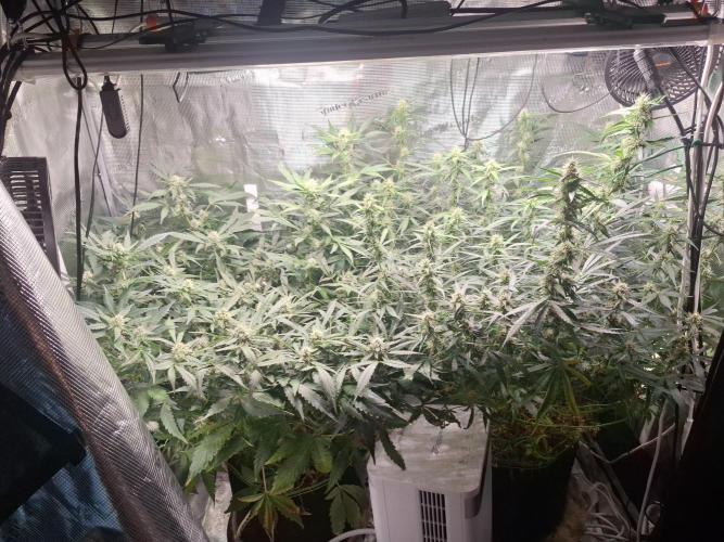 FB42 - Champion line - Mendo Frost Auto. Week 9 - 06/07