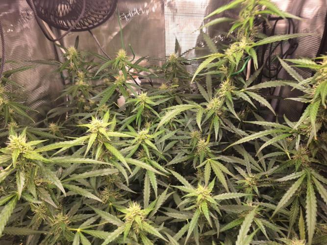 FB42 - Champion line - Mendo Frost Auto. Week 9 - 06/07