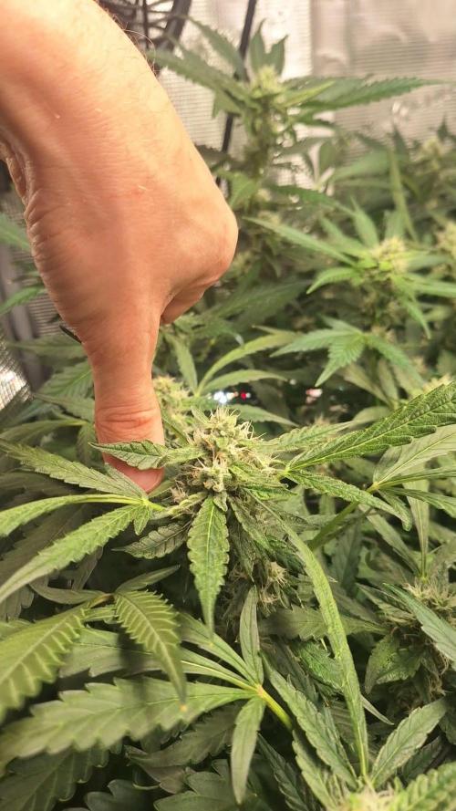 FB42 - Champion line - Mendo Frost Auto. Week 9 - 06/07