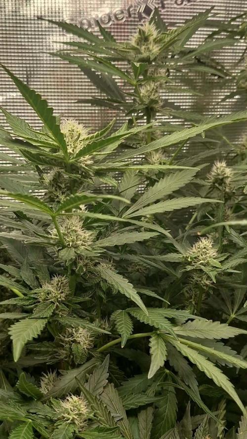 FB42 - Champion line - Mendo Frost Auto. Week 9 - 06/07