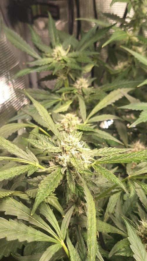 FB42 - Champion line - Mendo Frost Auto. Week 9 - 06/07