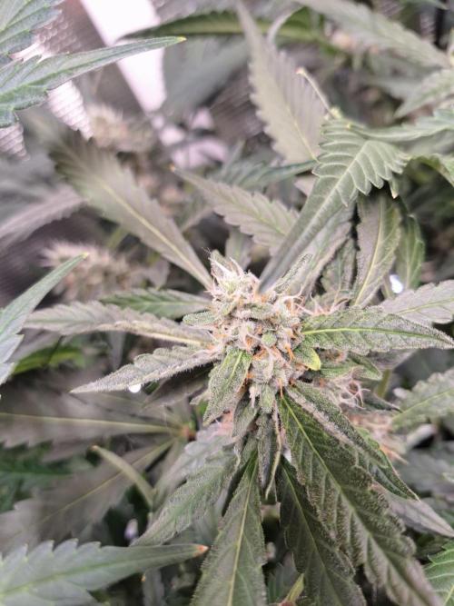 FB42 - Champion line - Mendo Frost Auto. Week 9 - 09/07