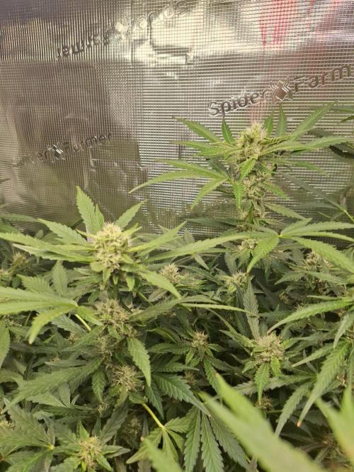 FB42 - Champion line - Mendo Frost Auto. Week 9 - 09/07
