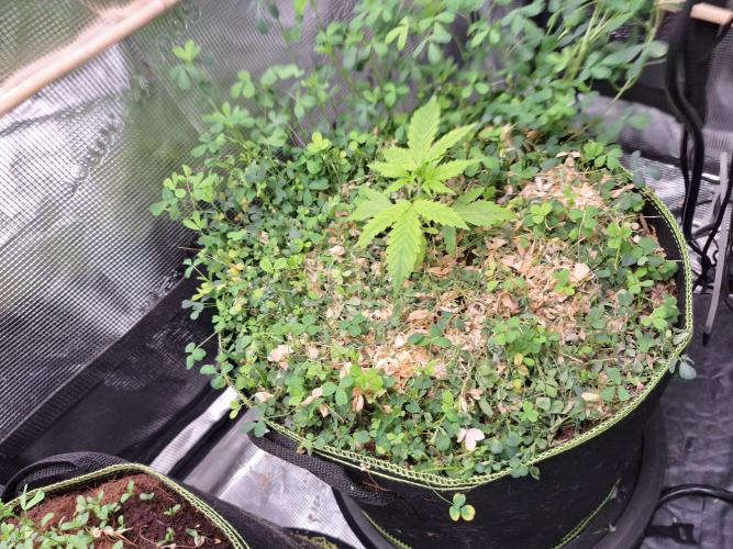 Grow Tent 4’x2’x5′ (120cm x 60cm x 150cm). Week 2