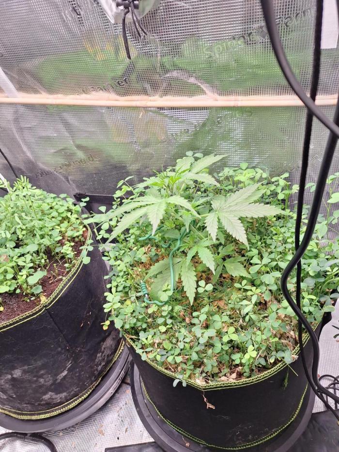 Gorilla Z auto - 100w challenge. Week 3 - 25/06