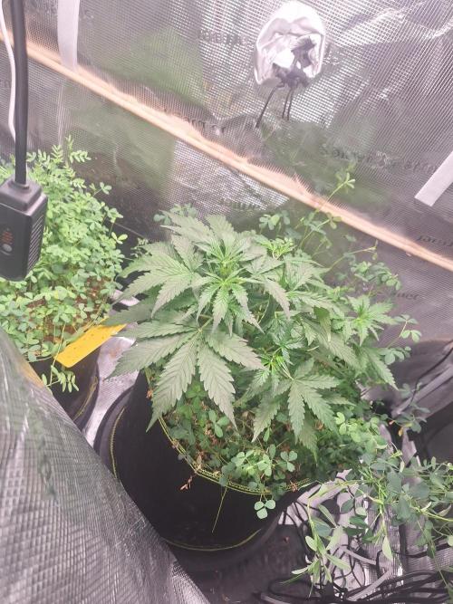 Gorilla Z auto - 100w challenge. Week 4 - 27/06