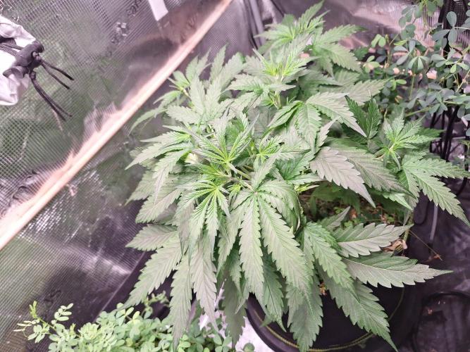Gorilla Z auto - 100w challenge. Week 4 - 29/06 nice wide bush