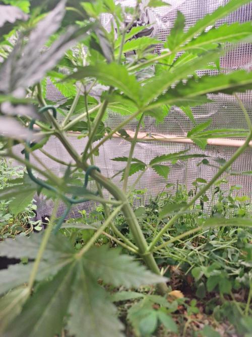 Gorilla Z auto - 100w challenge. Week 4 - 29/06 the lst doesnt need to be strong to get what I need. 