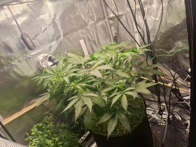 Gorilla Z auto - 100w challenge. Week 5 - 06/07 here we can see how even it is 
