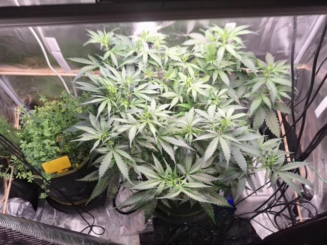 Gorilla Z auto - 100w challenge. Week 5 - 08/07 prestretch close to over, but no sign of flowering properly and just stretching 