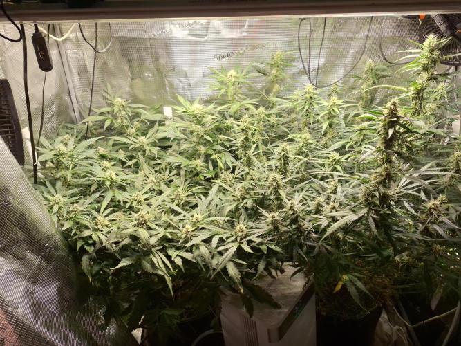 FB42 - Champion line - Mendo Frost Auto. Week 10 - 09/07