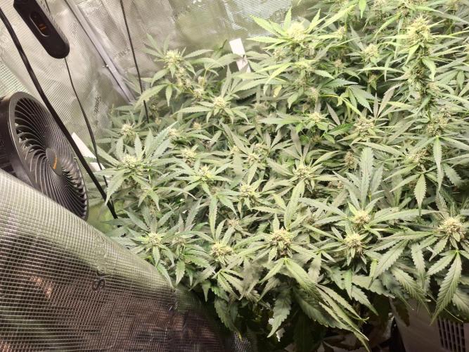FB42 - Champion line - Mendo Frost Auto. Week 10 - 09/07