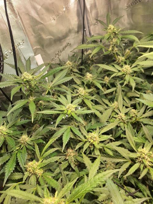 FB42 - Champion line - Mendo Frost Auto. Week 10 - 09/07