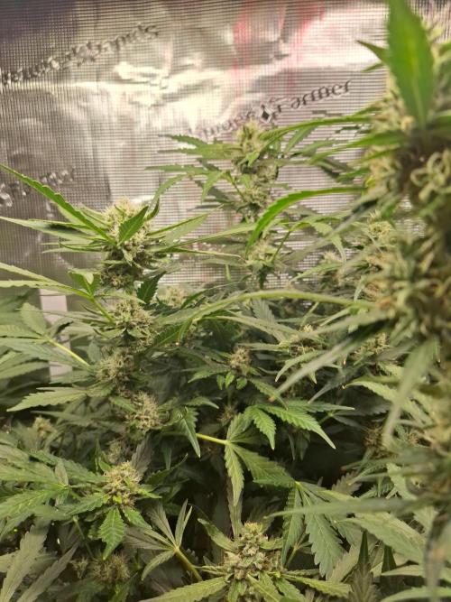 FB42 - Champion line - Mendo Frost Auto. Week 10 - 11/07