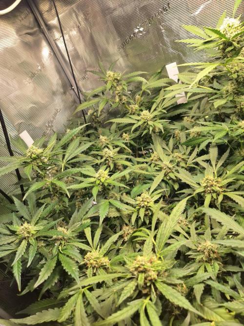 FB42 - Champion line - Mendo Frost Auto. Week 10 - 11/07