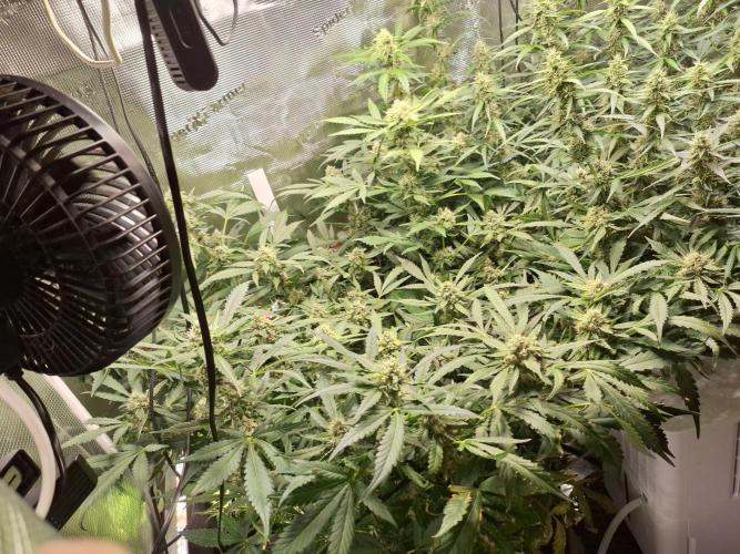 FB42 - Champion line - Mendo Frost Auto. Week 10 - 13/07