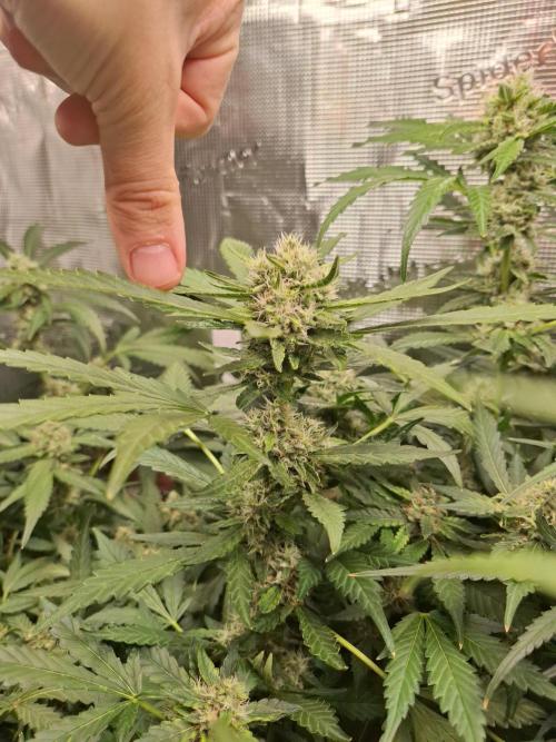 FB42 - Champion line - Mendo Frost Auto. Week 10 - 13/07