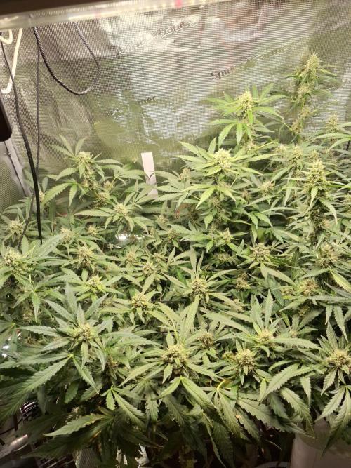 Mendo Frost Auto. Week 10