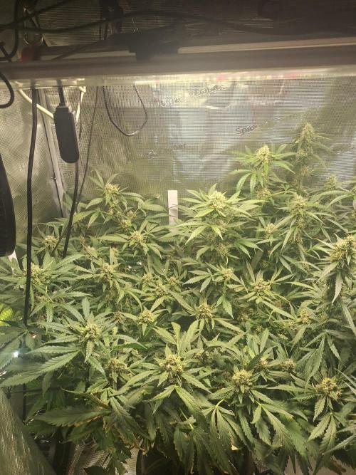 FB42 - Champion line - Mendo Frost Auto. Week 10 - 16/07