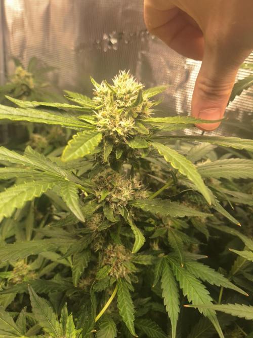 Mendo Frost Auto. Week 10