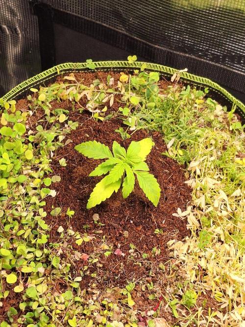 GMO Cookies Autoflower. Week 2