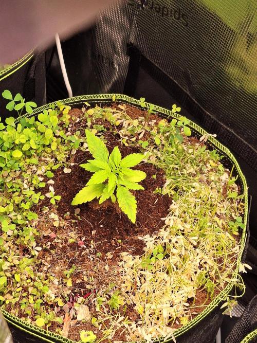 #9 - GMO Cookies auto. Week 3 - 22/05