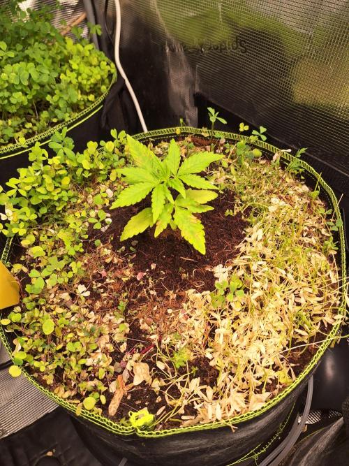 #9 - GMO Cookies auto. Week 3 - 23/05
