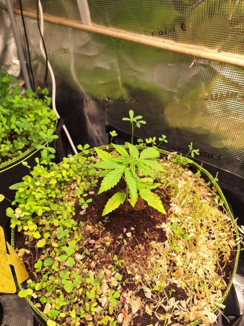 #9 - GMO Cookies auto. Week 3 - 24/05