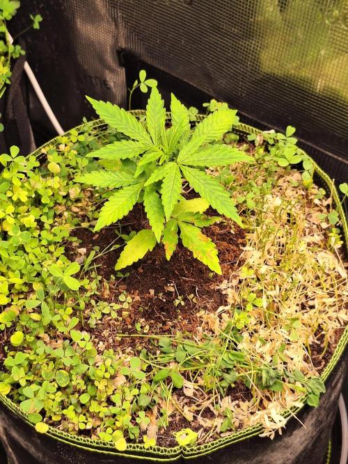 #9 - GMO Cookies auto. Week 3 - 26/05