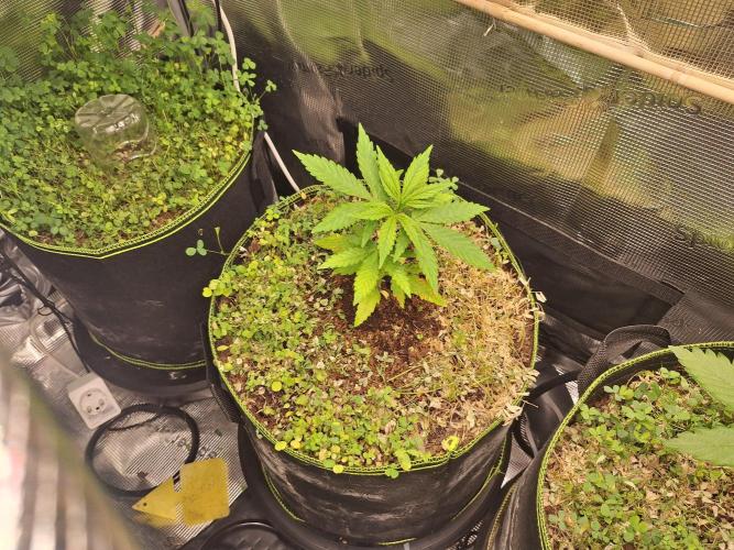 GMO Cookies Autoflower. Week 3