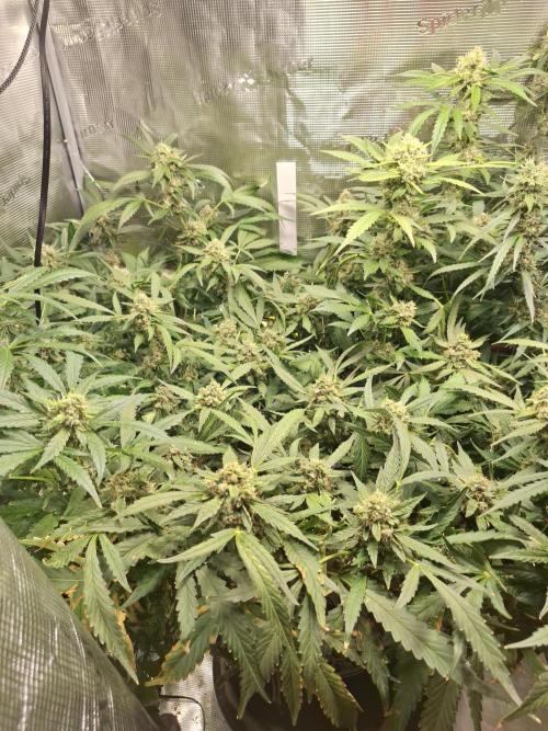 FB42 - Champion line - Mendo Frost Auto. Week 11 - 19/07