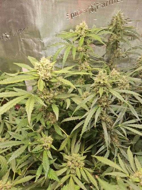 FB42 - Champion line - Mendo Frost Auto. Week 11 - 19/07