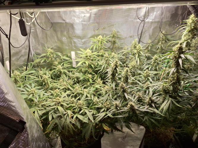 FB42 - Champion line - Mendo Frost Auto. Week 11 - 19/07