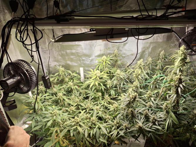 FB42 - Champion line - Mendo Frost Auto. Week 11 - 22/07
