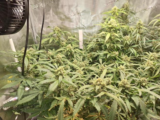 FB42 - Champion line - Mendo Frost Auto. Week 11 - 22/07