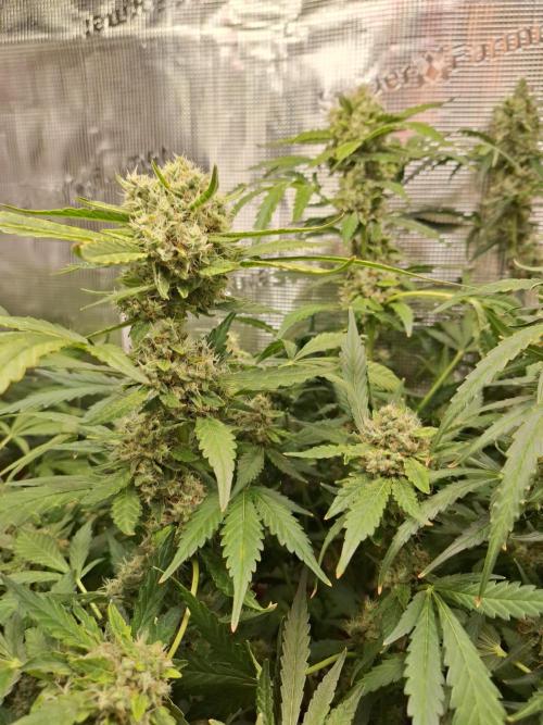 FB42 - Champion line - Mendo Frost Auto. Week 11 - 22/07