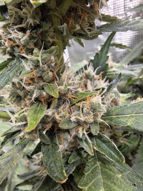 Mendo Frost Auto. Week 11