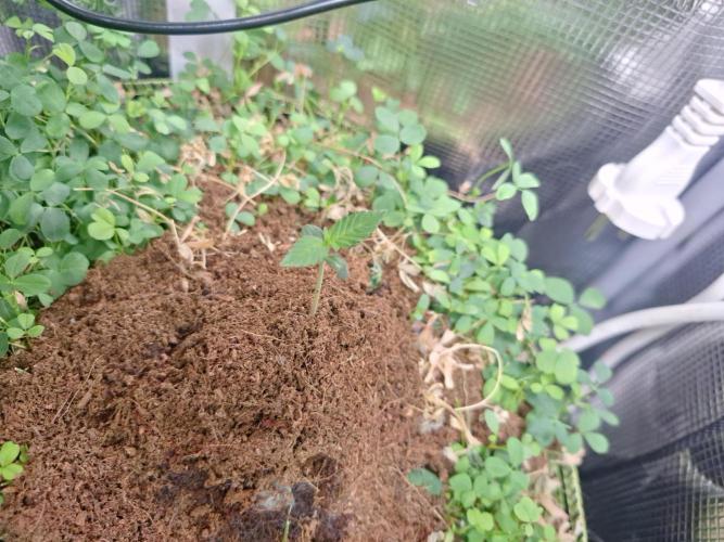 The forbiden one. Week 0 - 25/07 healthy af, she grew 5 cm more, kept her closed to the lamp