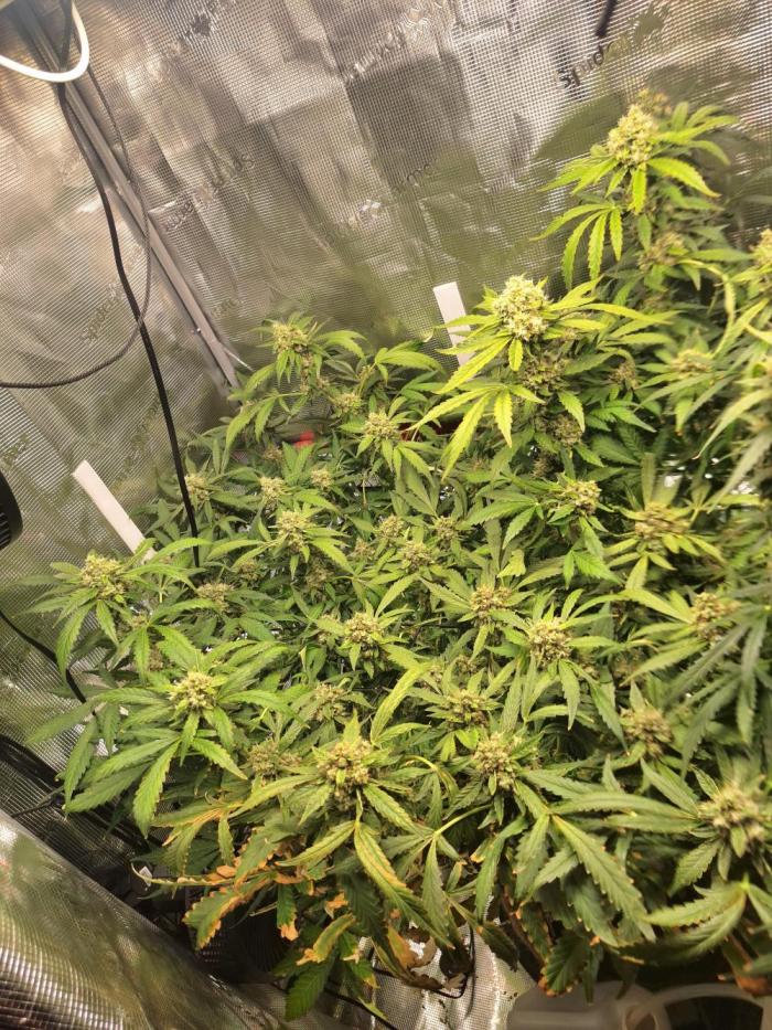 FB42 - Champion line - Mendo Frost Auto. Week 12 - 25/07