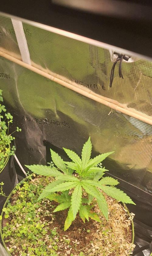 #9 - GMO Cookies auto. Week 4 - 29/05