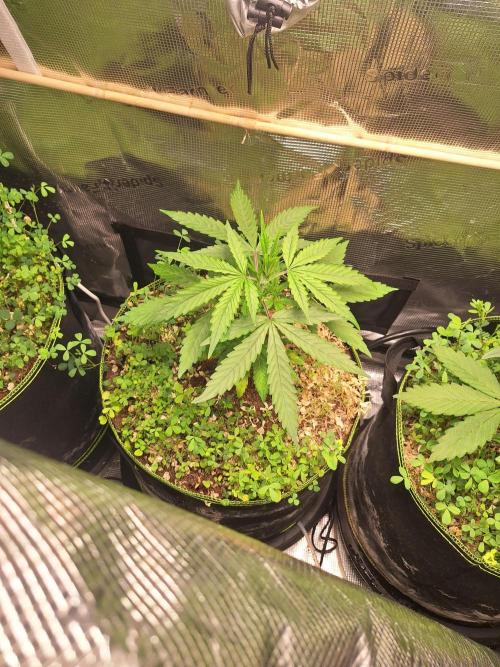 #9 - GMO Cookies auto. Week 4 - 31/05