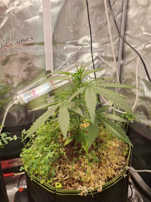 #9 - GMO Cookies auto. Week 4 - 01/06