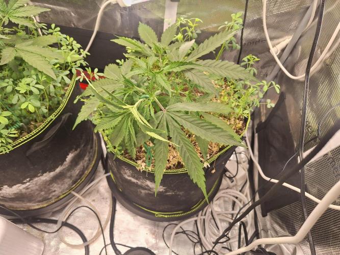 #9 - GMO Cookies auto. Week 4 - 02/06 lst time