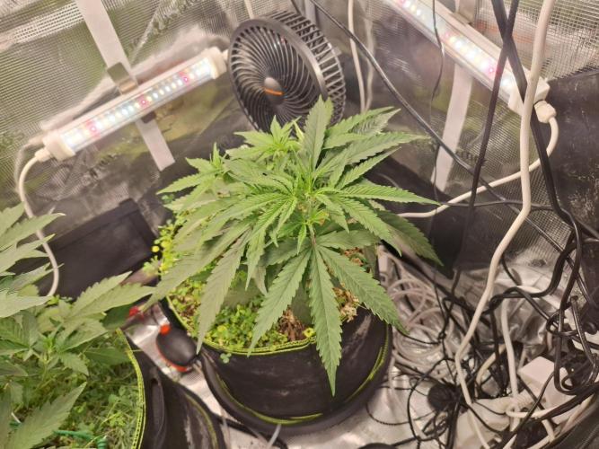 #9 - GMO Cookies auto. Week 4 - 04/06 effect of the lst show already 
