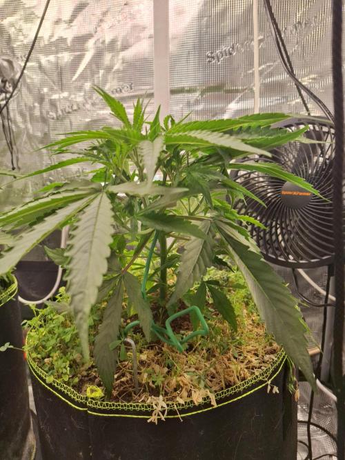GMO Cookies Autoflower. Week 4