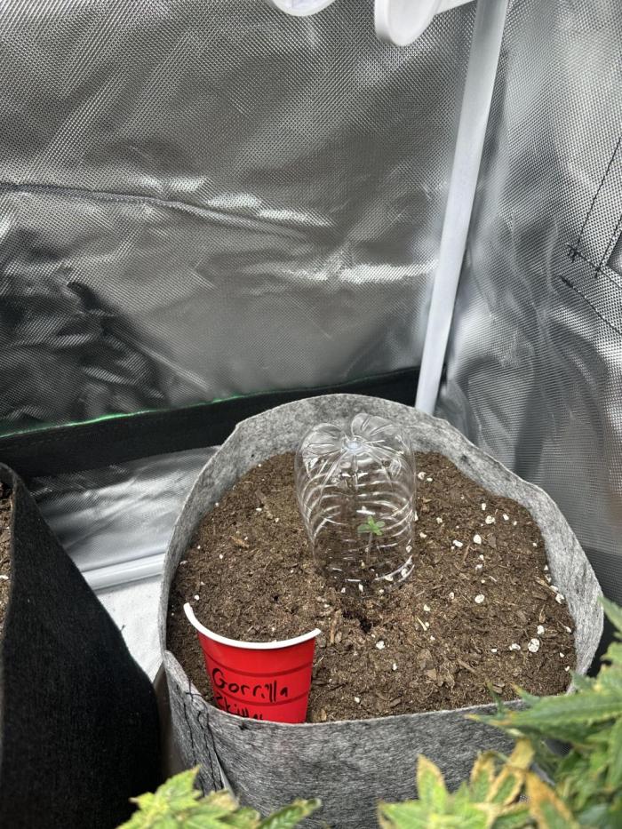 Gorilla Zkittles. Week 0 - Planted on 12/5 in fox farm happy frog in 3gallon pot 
