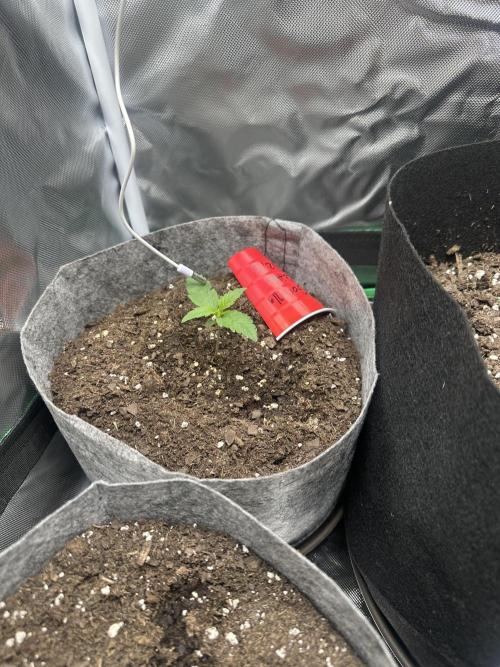 Gorilla Zkittles x Heisenberg. Week 1 - Week 1 of Veg