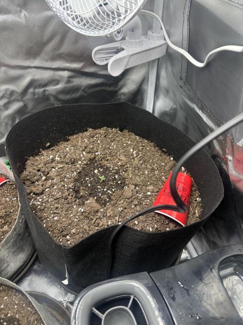 Gorilla Zkittles x Heisenberg. Week 1 - Week 1. She’s looking like she could be a runt. We’ll see in the upcoming weeks.